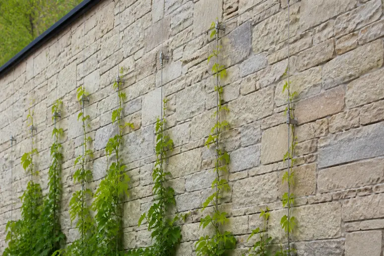 Structure de câbles en acier fixée sur un mur pour le guidage d'une plante grimpante